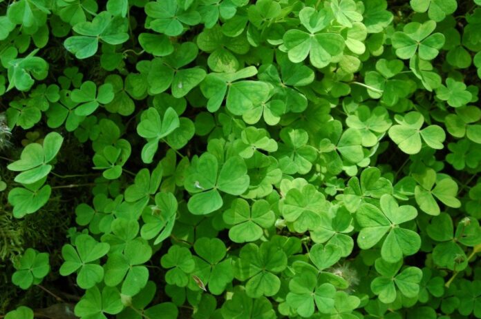 Irland Glücksspiel Studie Eine irische Glücksspiel-Studie hat herausgefunden, dass Boni die Sucht steigern können