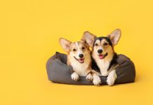 Doggo Casino: we can improve gaming’s perception through our CSR contributions