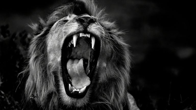 Lion