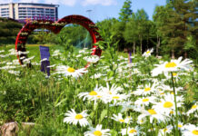 South Korean Casino-Resort Operator Kangwon Land Launches Summer Flower Festival
