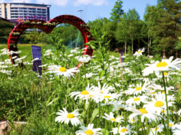 South Korean Casino-Resort Operator Kangwon Land Launches Summer Flower Festival