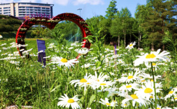South Korean Casino-Resort Operator Kangwon Land Launches Summer Flower Festival