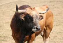 Bull